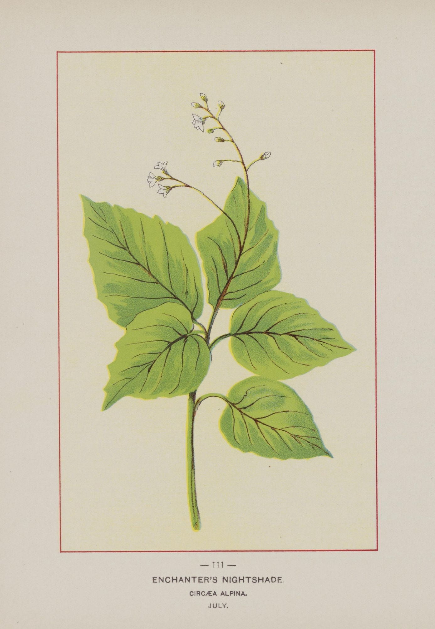 Wild Flowers of America 1894 Enchanters Nightshade Canvas Art - Unknown (24 x 36)