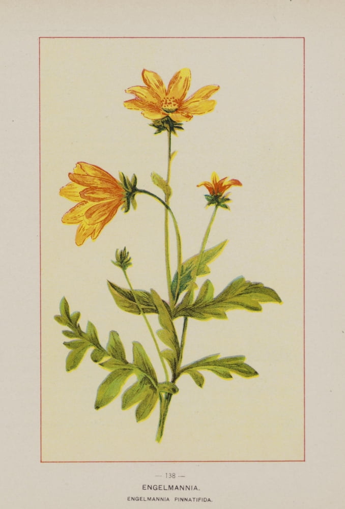 Wild Flowers of America 1894 Engelmannia Canvas Art - Unknown (24 x 36)