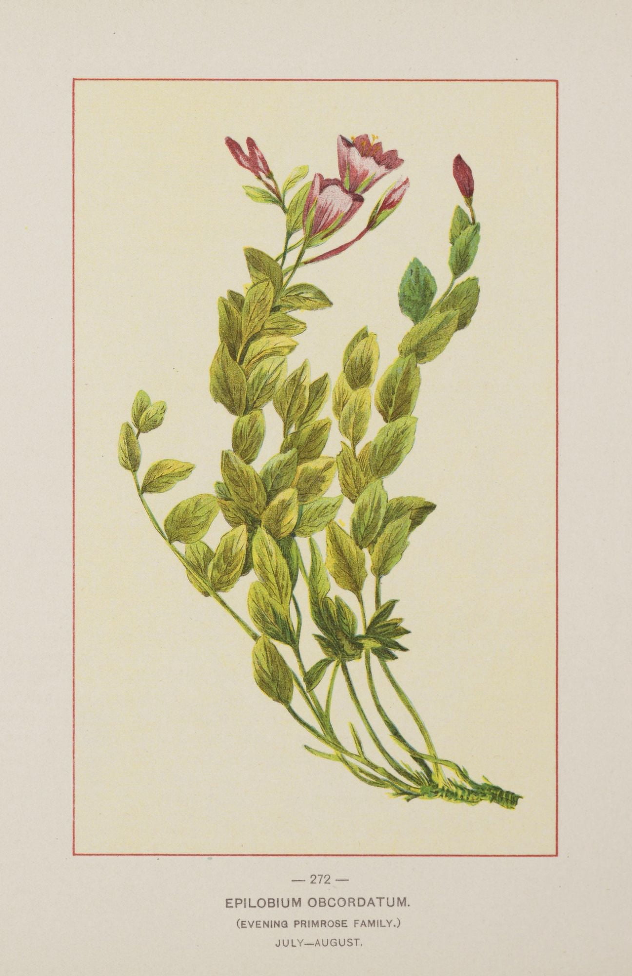 Wild Flowers of America 1894 Epilobium Obcordatum Canvas Art - Unknown (18 x 24)
