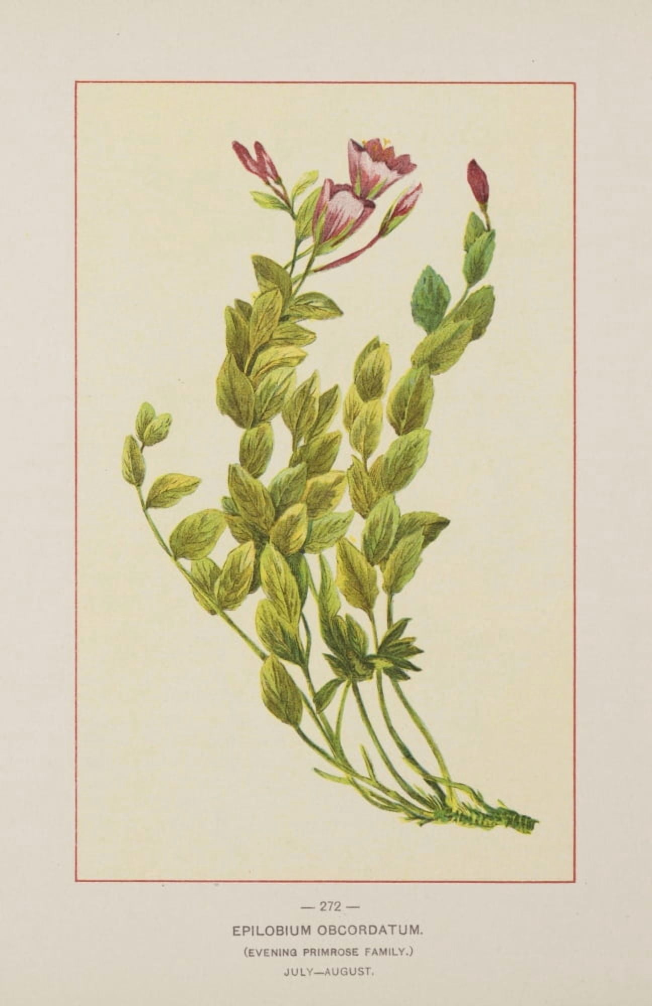 Wild Flowers of America 1894 Epilobium Obcordatum Canvas Art - Unknown (24 x 36)