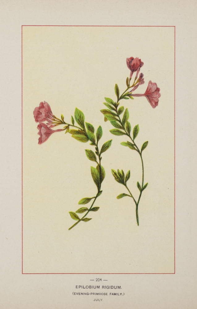 Wild Flowers of America 1894 Epilobium Rigidum Canvas Art - Unknown (18 x 24)