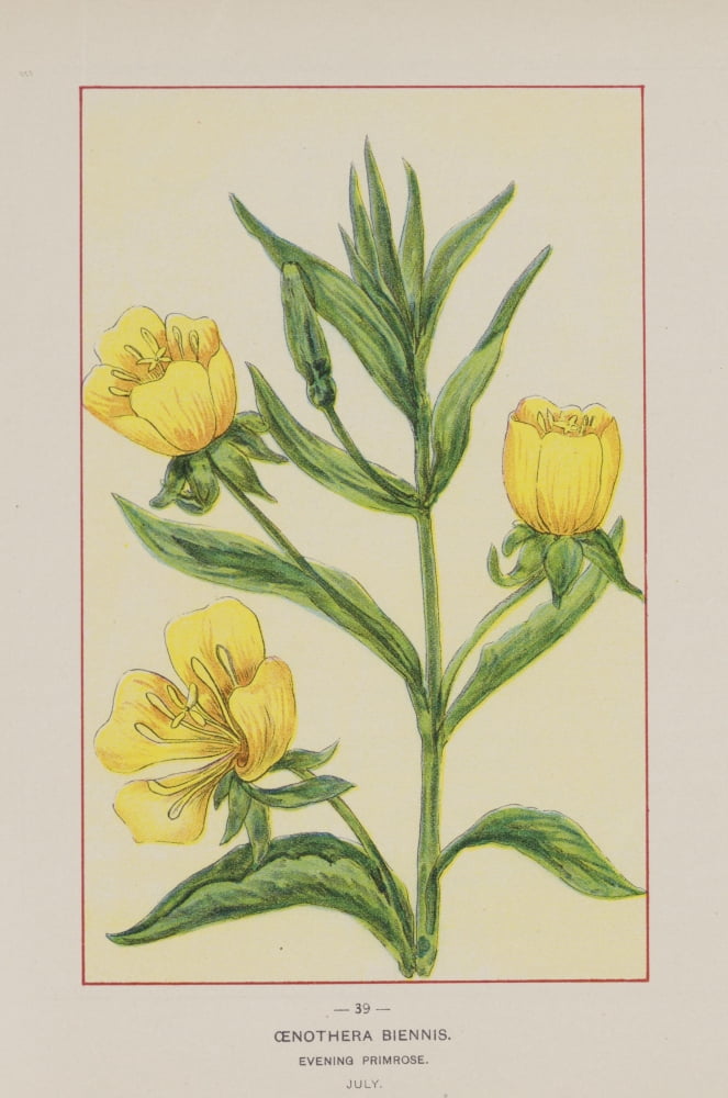 Wild Flowers of America 1894 Evening Primrose Canvas Art - Unknown (24 x 36)