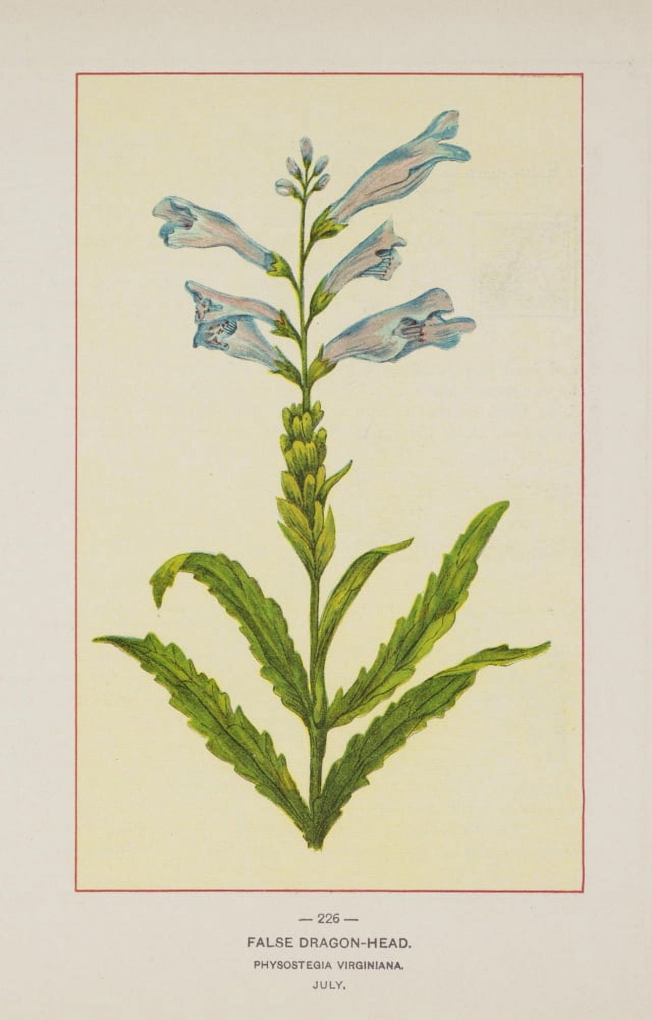 Wild Flowers of America 1894 False Dragon-head Canvas Art - Unknown (18 x 24)