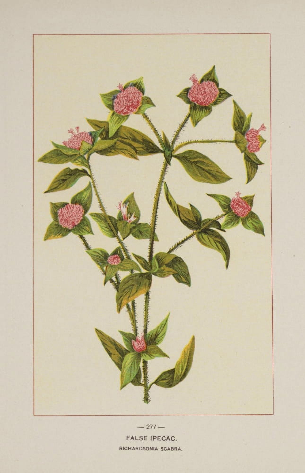 Wild Flowers of America 1894 False Ipecac Canvas Art - Unknown (18 x 24)