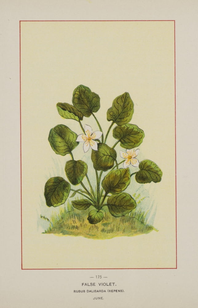 Wild Flowers of America 1894 False Violet Canvas Art - Unknown (18 x 24)