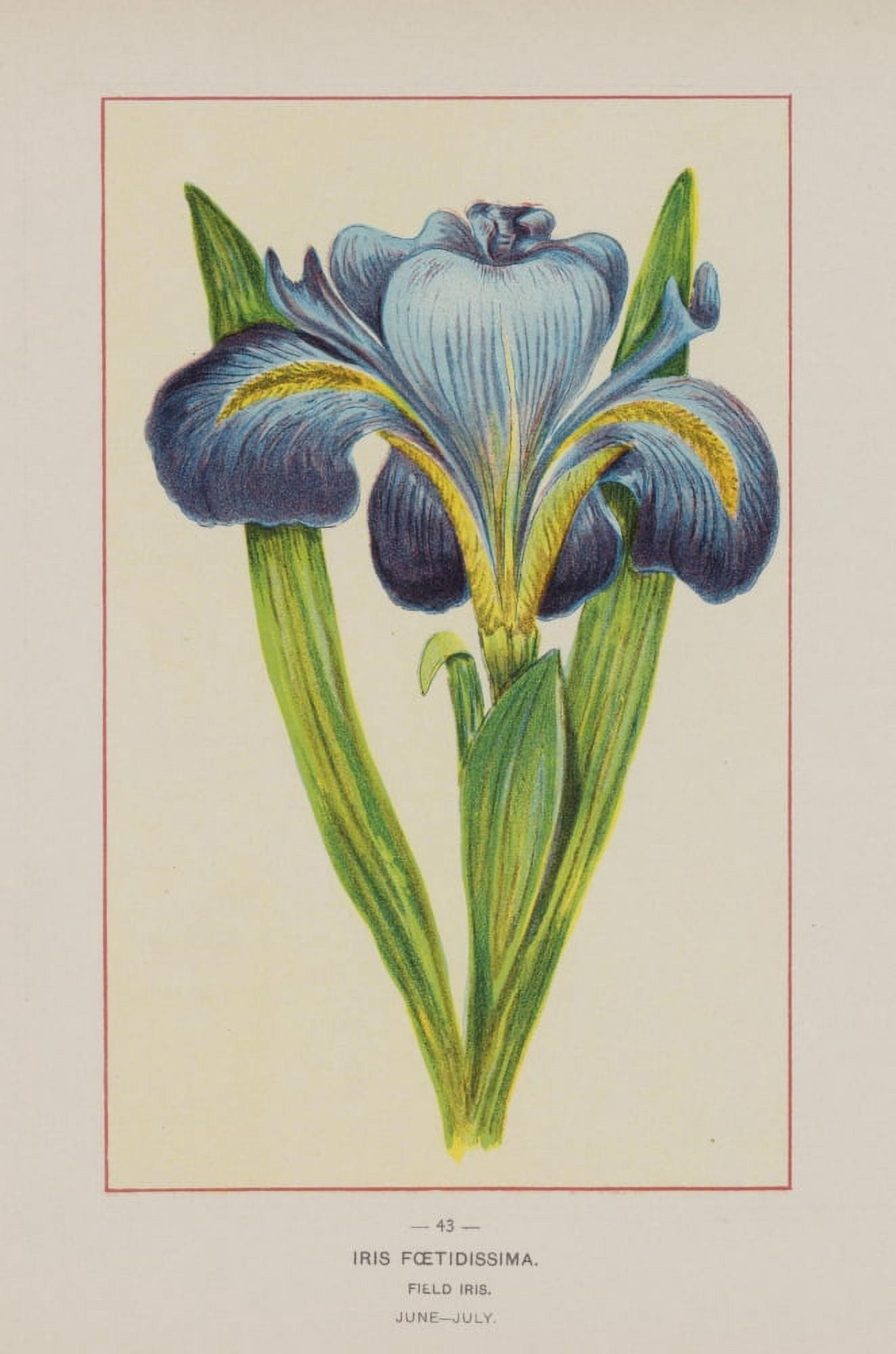 Wild Flowers of America 1894 Field Iris Canvas Art - Unknown (18 x 24)
