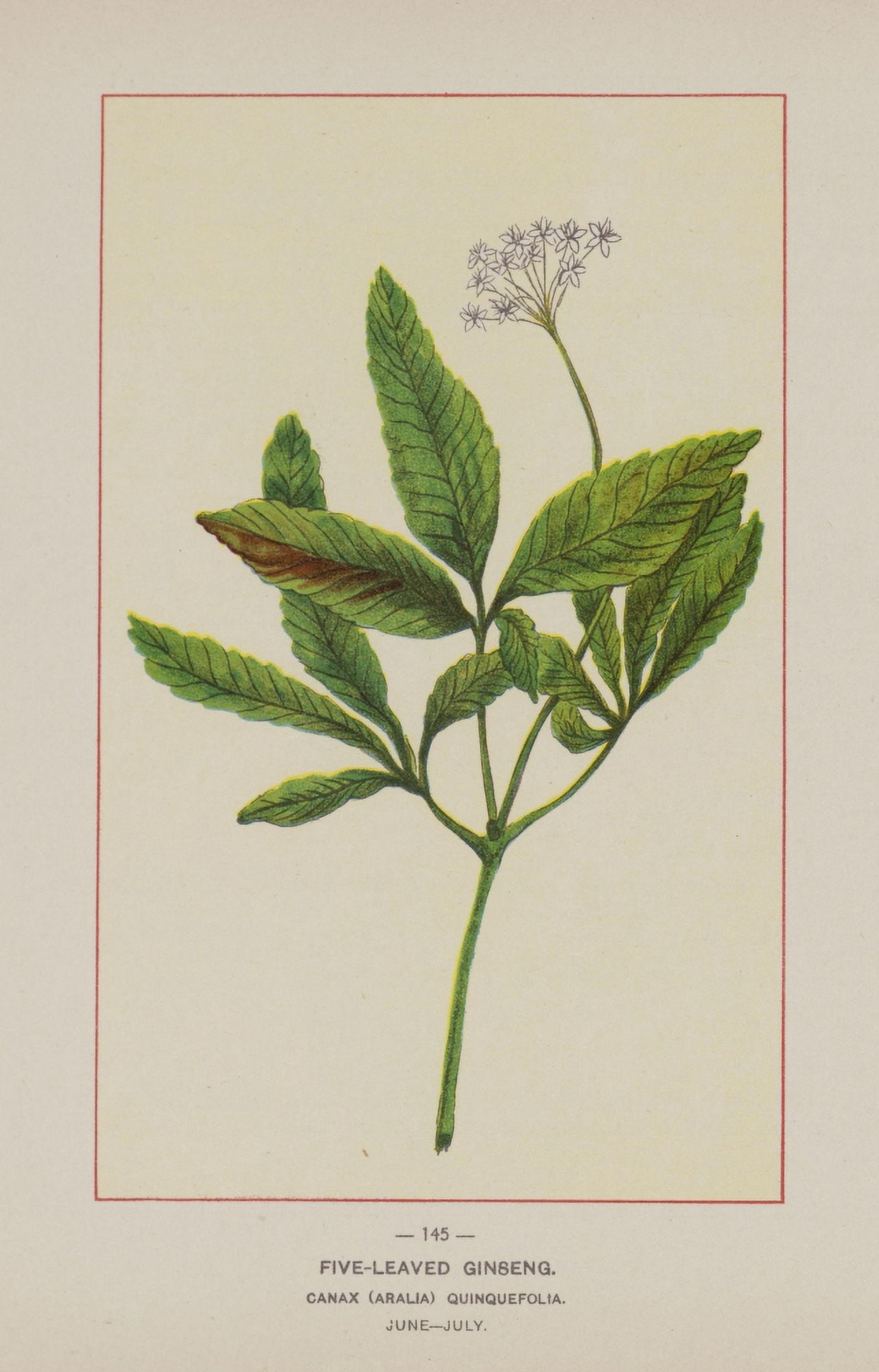 Wild Flowers of America 1894 Five-leaved Ginseng Canvas Art - Unknown (18 x 24)