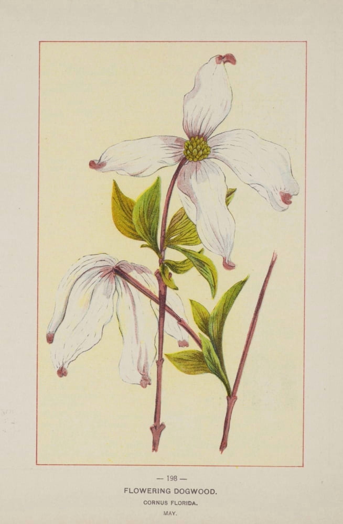 Wild Flowers of America 1894 Flowering Dogwood Canvas Art - Unknown (18 x 24)
