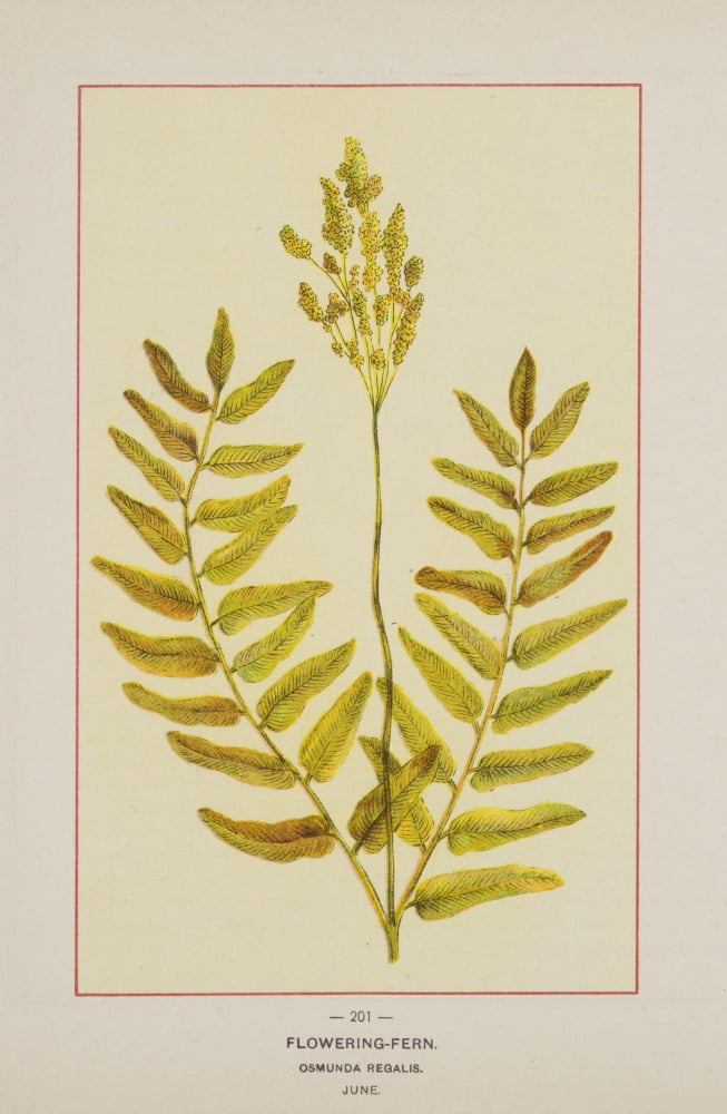 Wild Flowers of America 1894 Flowering Fern Canvas Art - Unknown (18 x 24)