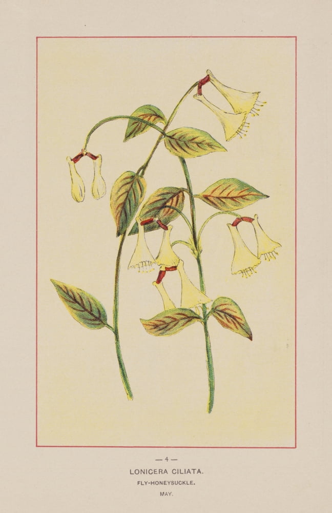 Wild Flowers of America 1894 Fly Honeysuckle Canvas Art - Unknown (24 x 36)