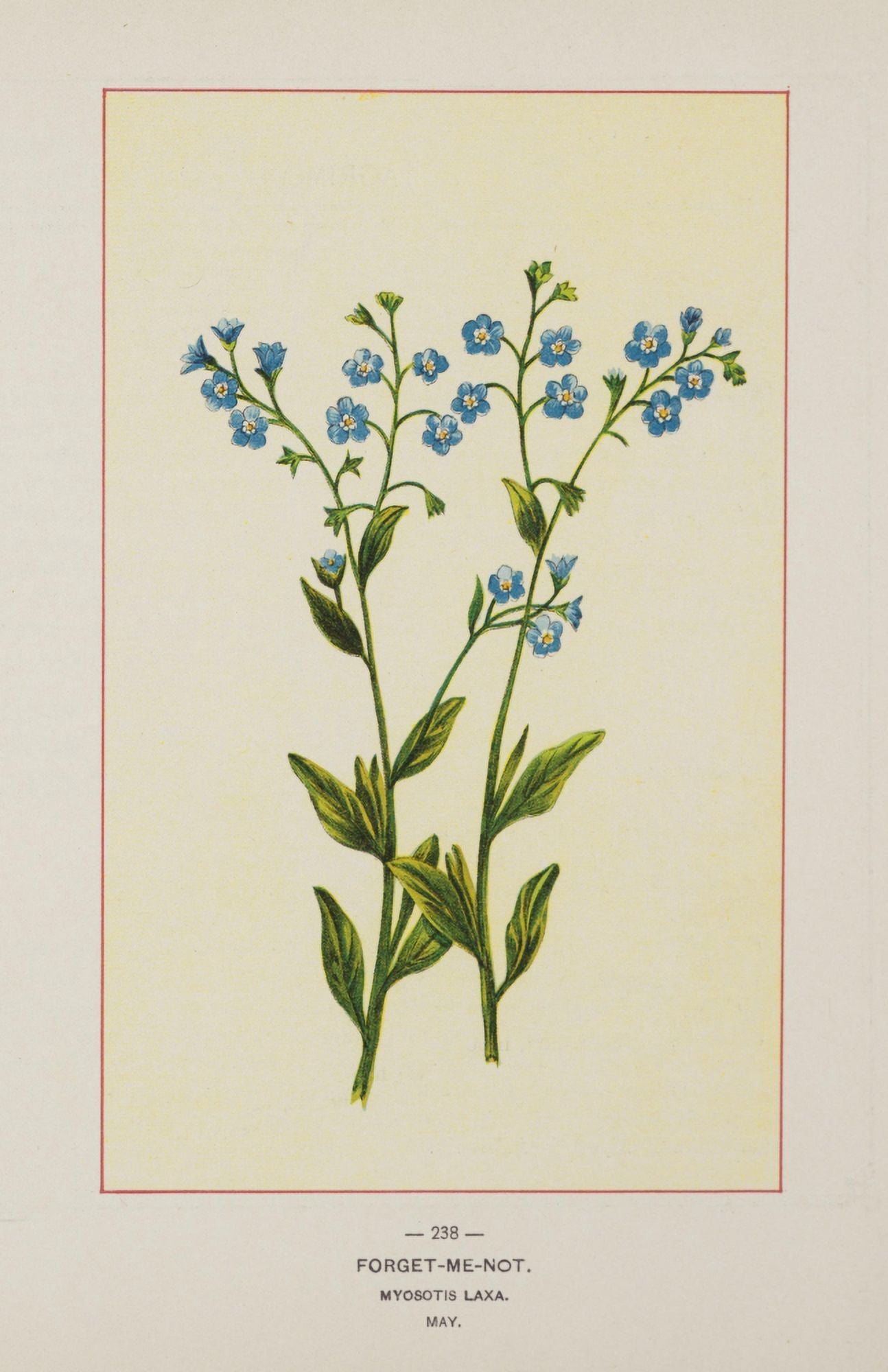 Wild Flowers of America 1894 Forget-me-not Canvas Art - Unknown (18 x 24)