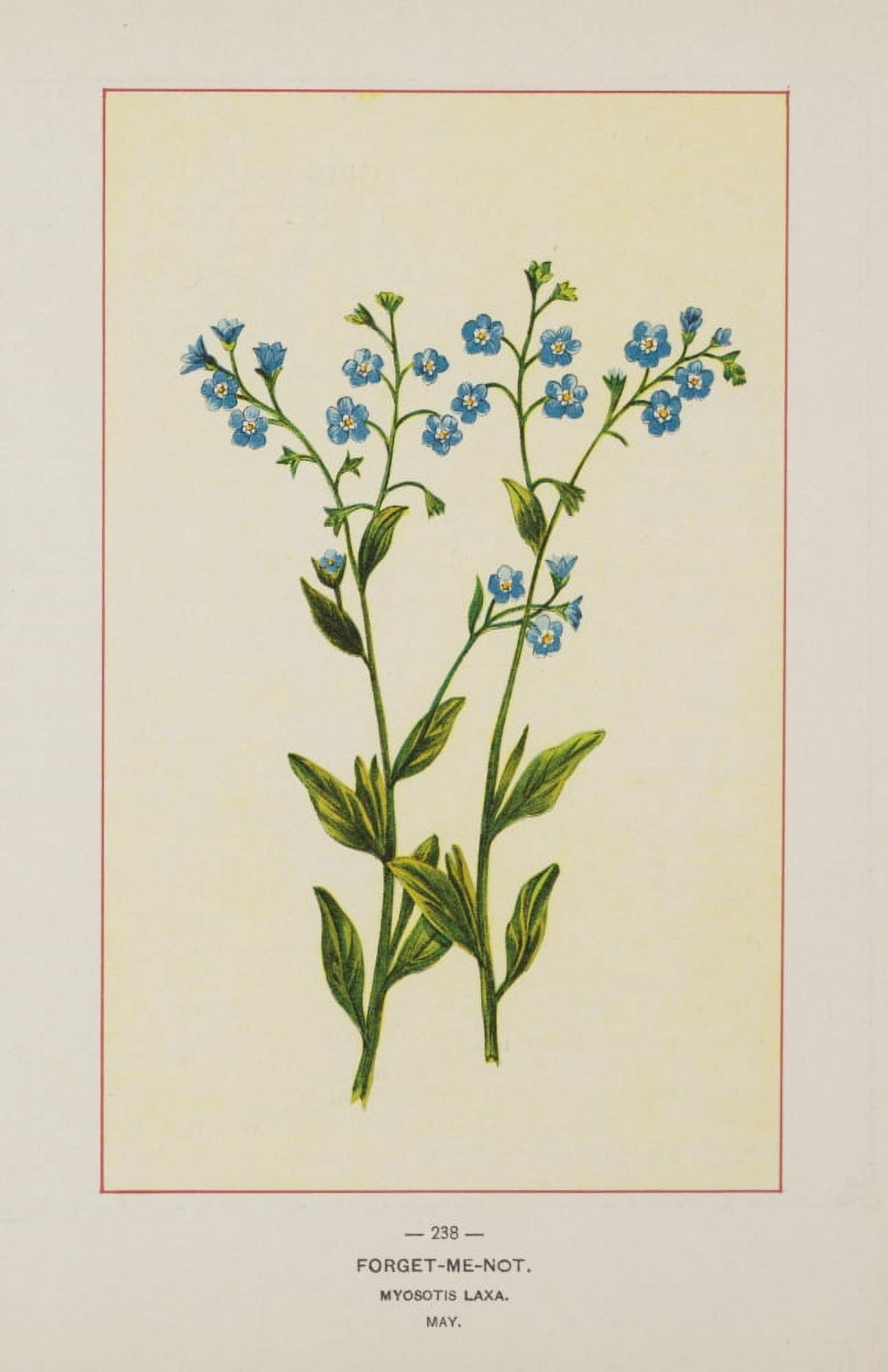 Wild Flowers of America 1894 Forget-me-not Canvas Art - Unknown (24 x 36)