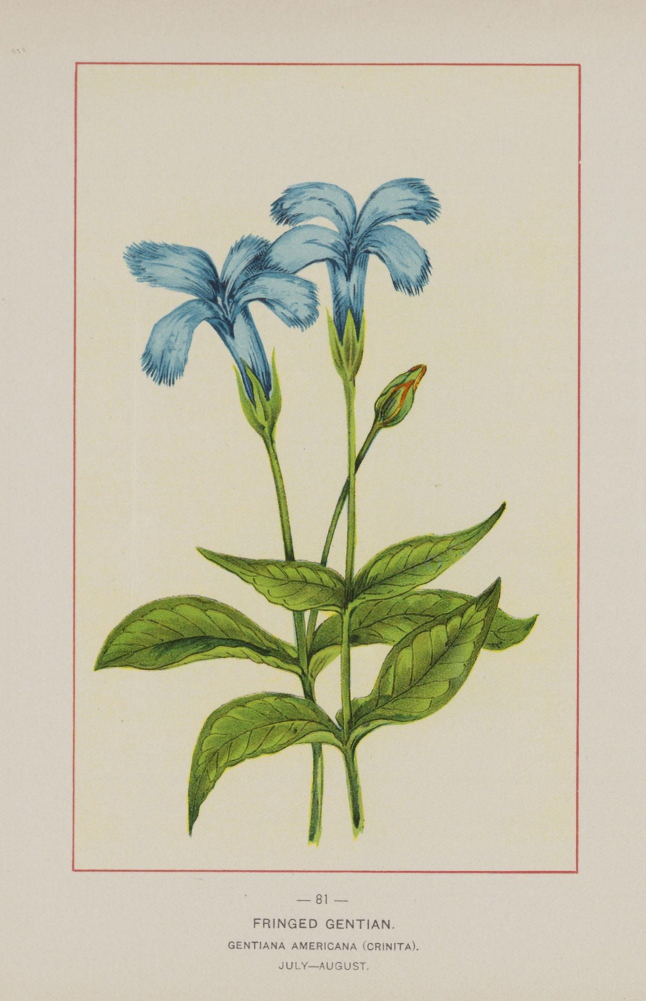 Wild Flowers of America 1894 Fringed Gentian Canvas Art - Unknown (18 x 24)