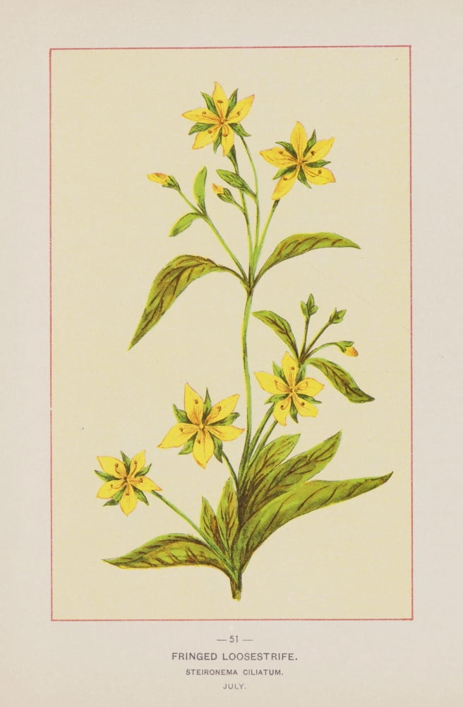 Wild Flowers of America 1894 Fringed Loosestrife Canvas Art - Unknown (24 x 36)