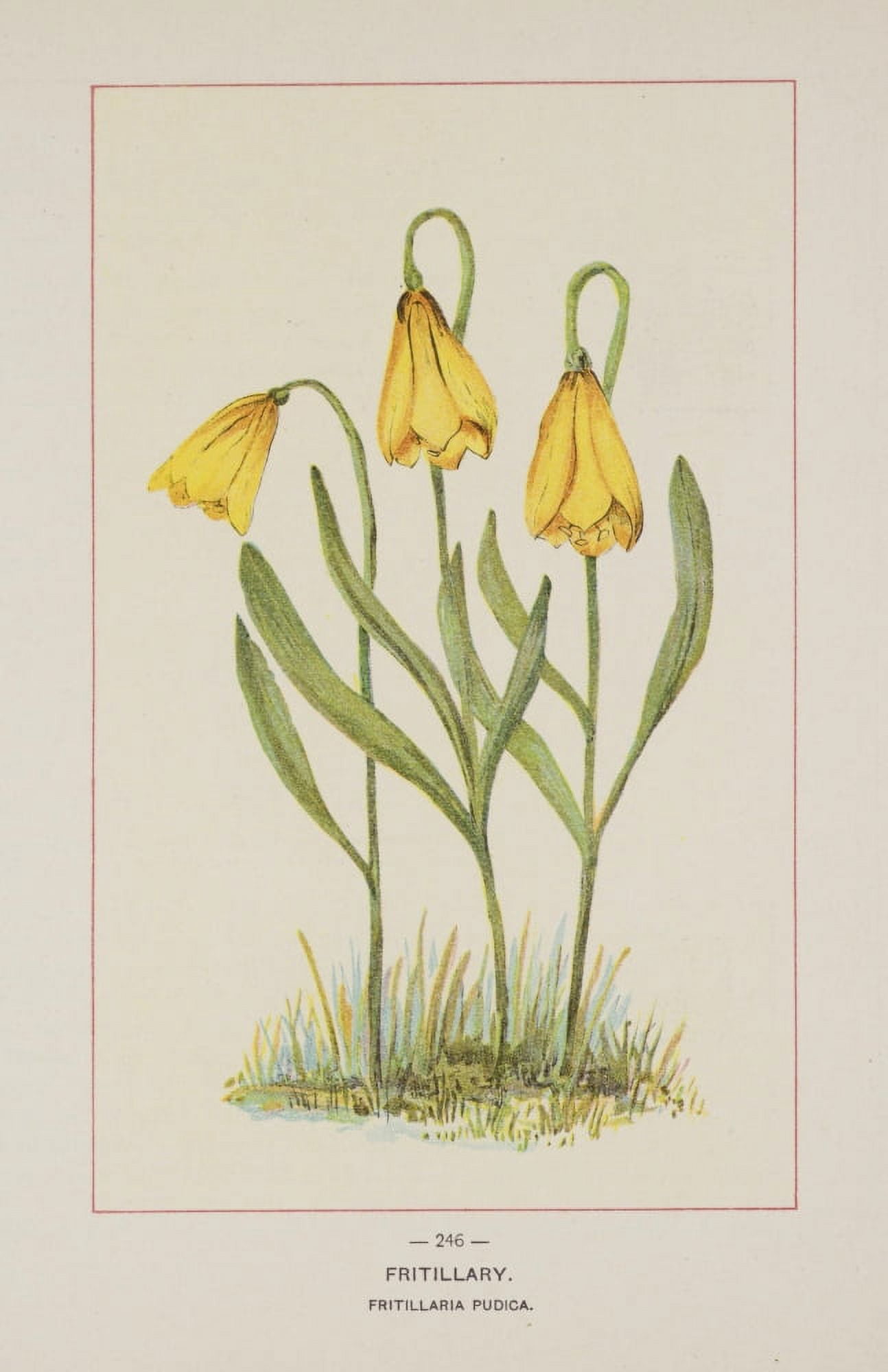 Wild Flowers of America 1894 Fritillary Canvas Art - Unknown (18 x 24)