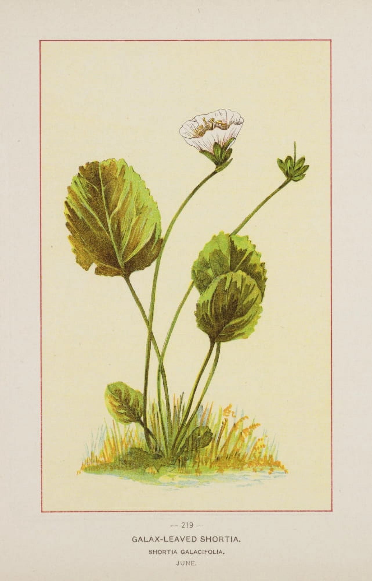 Wild Flowers of America 1894 Galax-leaved Shortia Canvas Art - Unknown (18 x 24)
