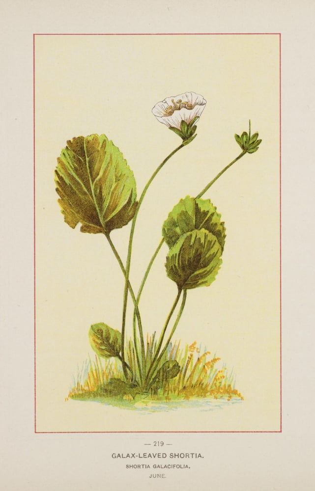 Wild Flowers of America 1894 Galax-leaved Shortia Canvas Art - Unknown (24 x 36)