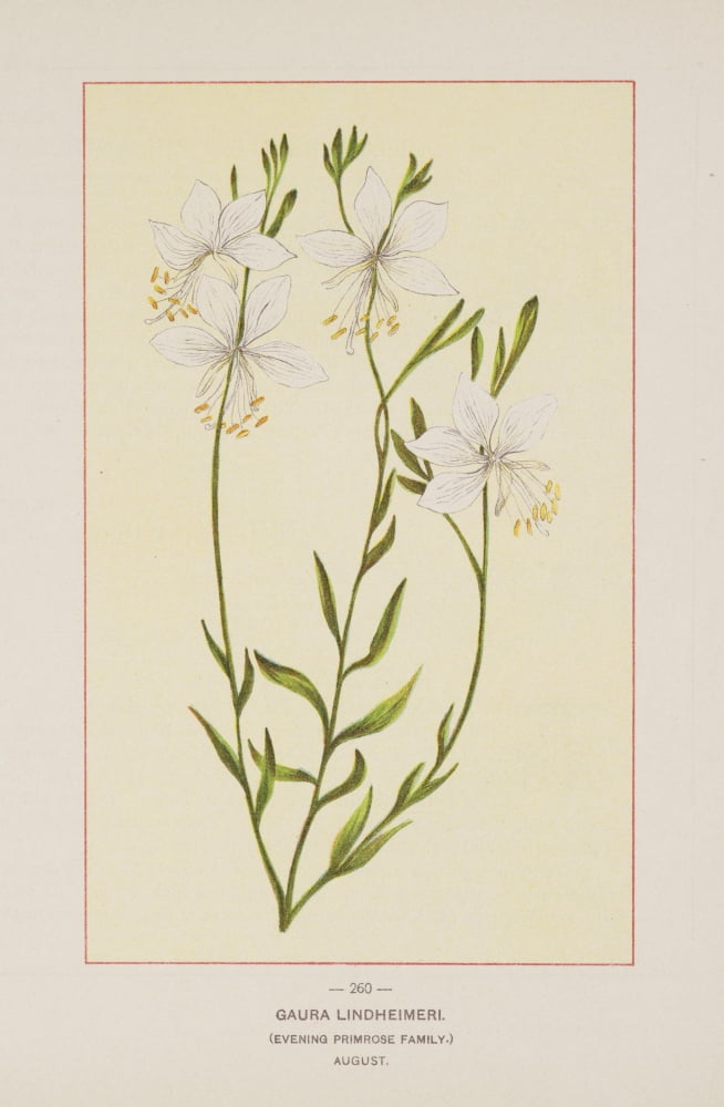 Wild Flowers of America 1894 Gaura Lindheimeri Canvas Art - Unknown (24 x 36)