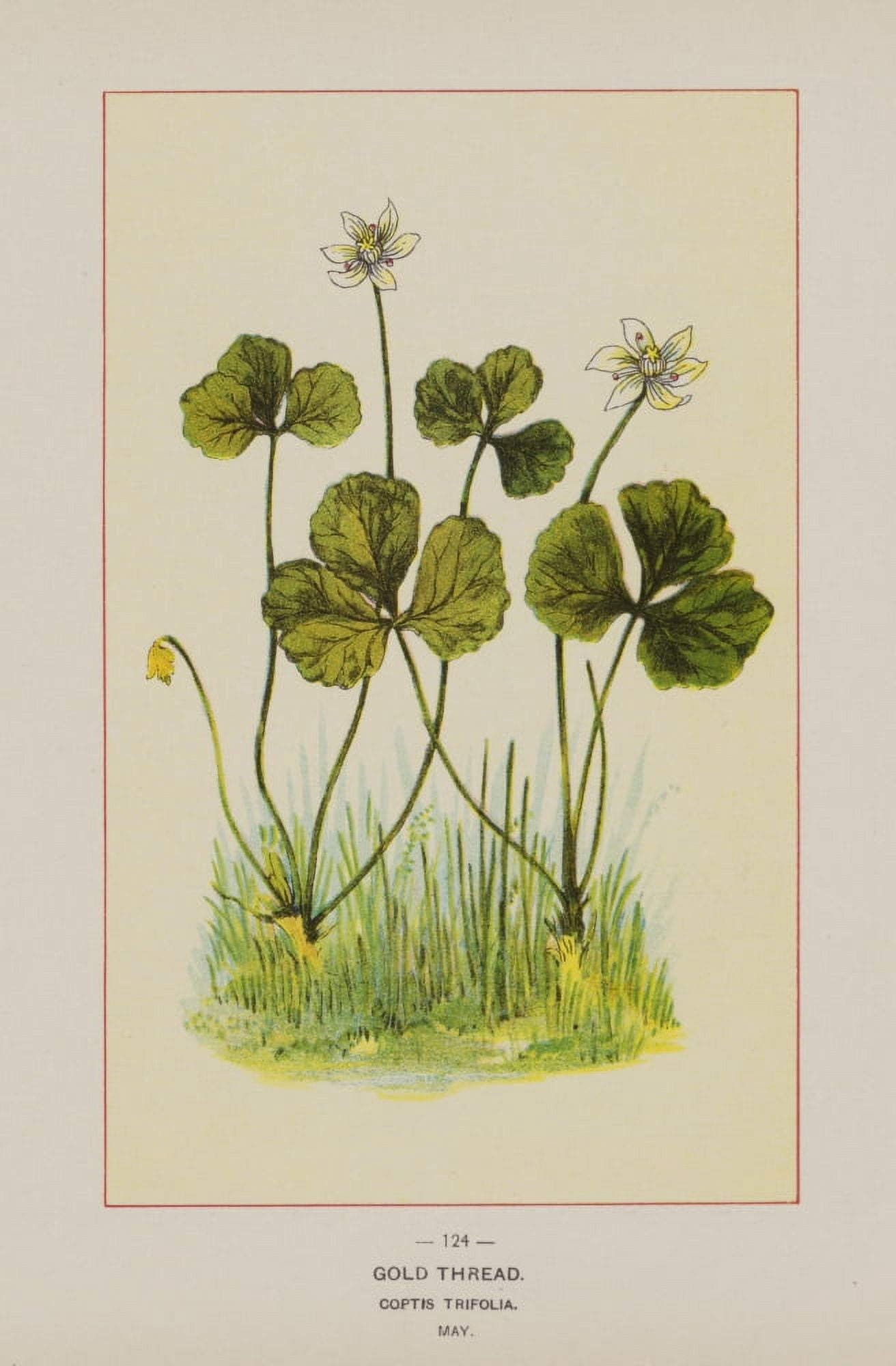 Wild Flowers of America 1894 Gold Thread Canvas Art - Unknown (24 x 36)