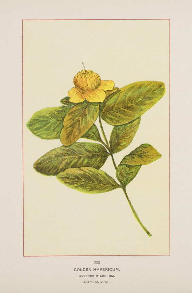 Wild Flowers of America 1894 Golden Hypericum Canvas Art - Unknown (18 x 24)