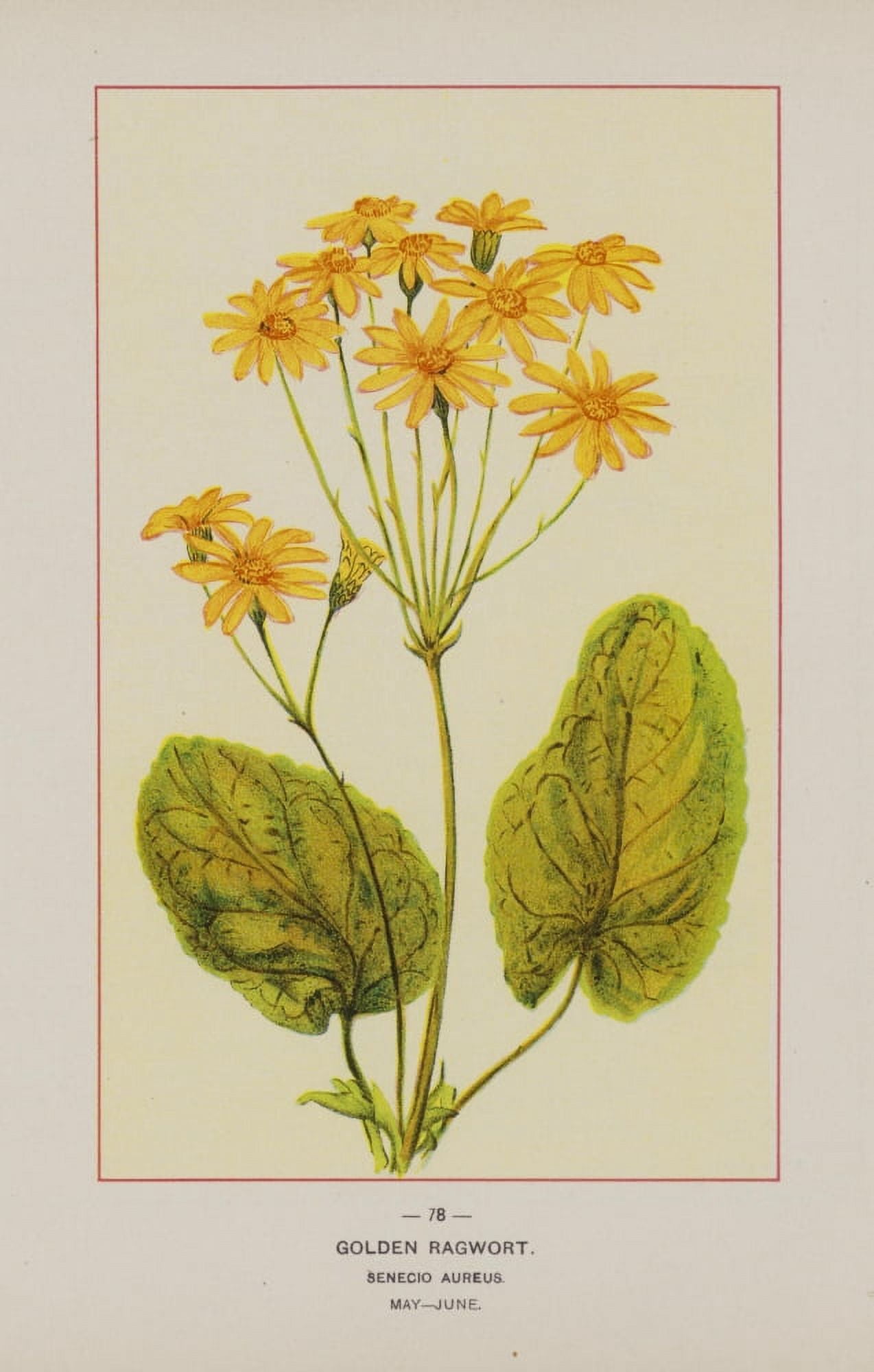 Wild Flowers of America 1894 Golden Ragwort Canvas Art - Unknown (24 x 36)
