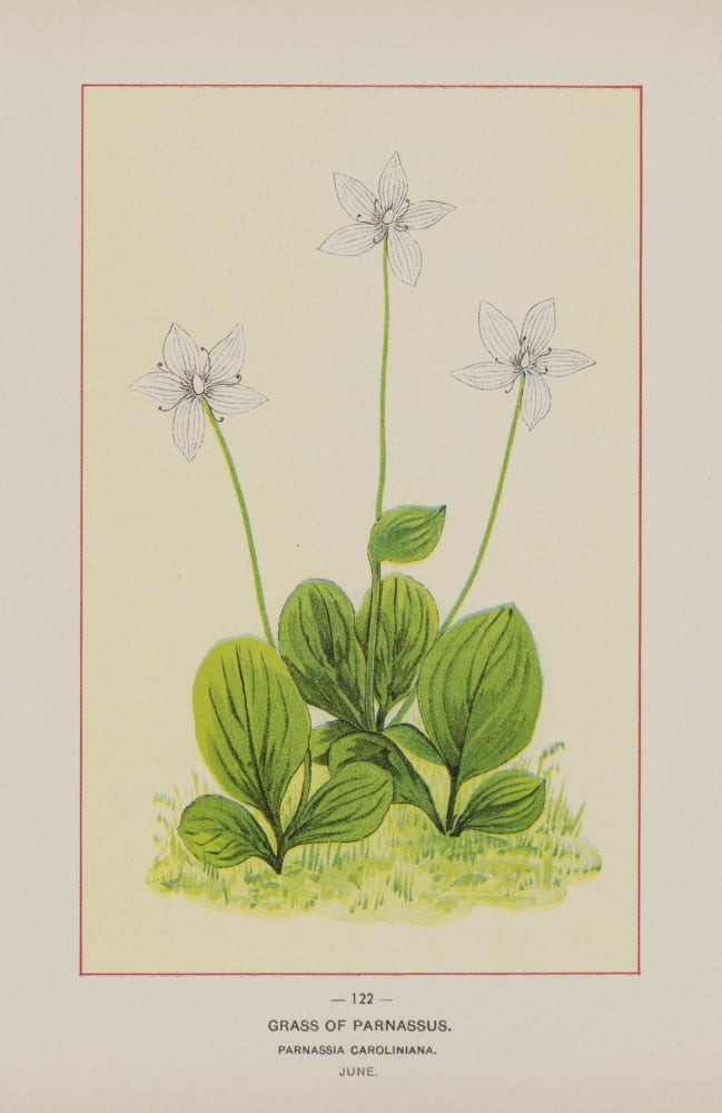 Wild Flowers of America 1894 Grass of Parnassus Canvas Art - Unknown (18 x 24)
