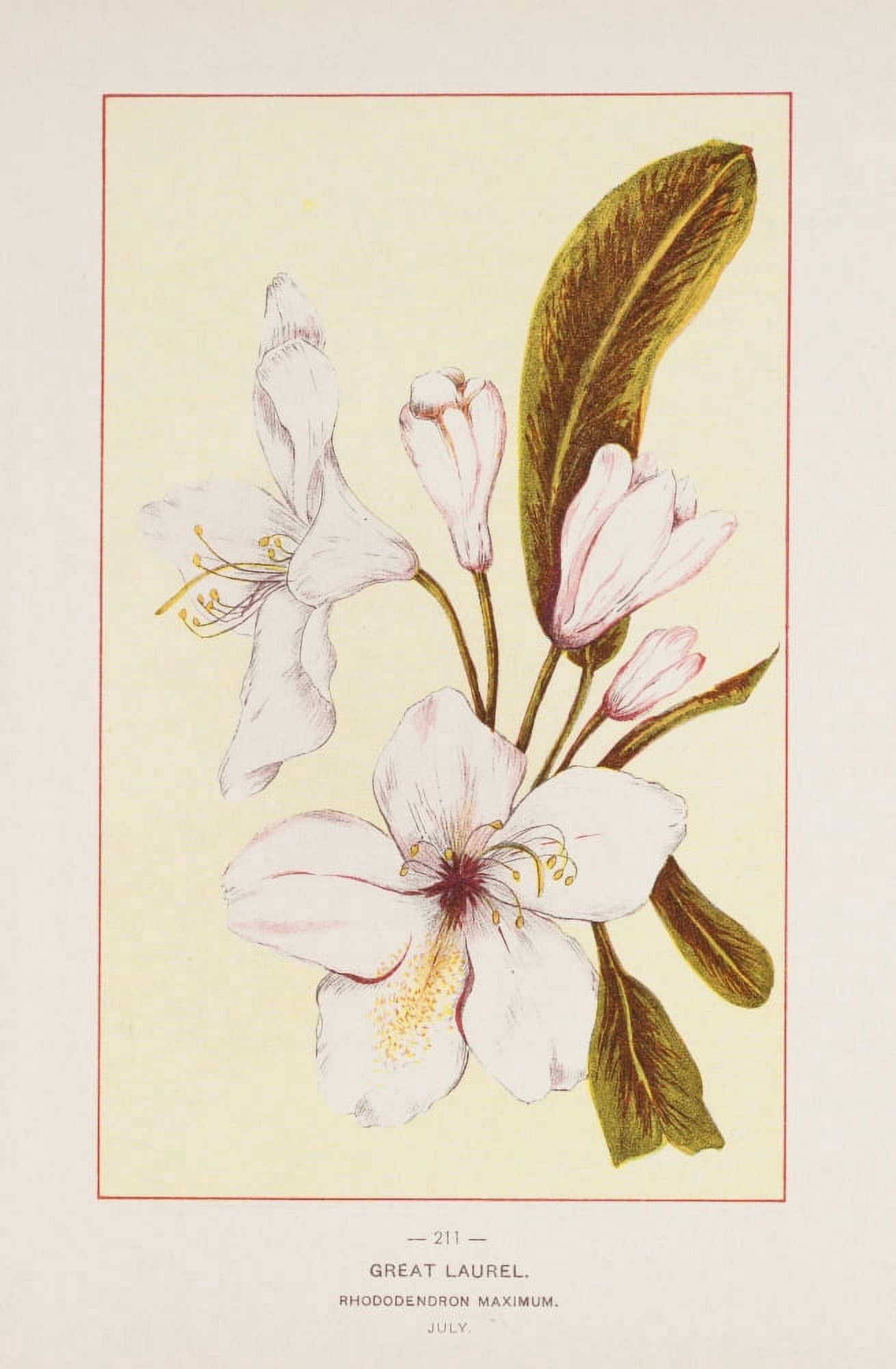 Wild Flowers of America 1894 Great Laurel Canvas Art - Unknown (24 x 36)