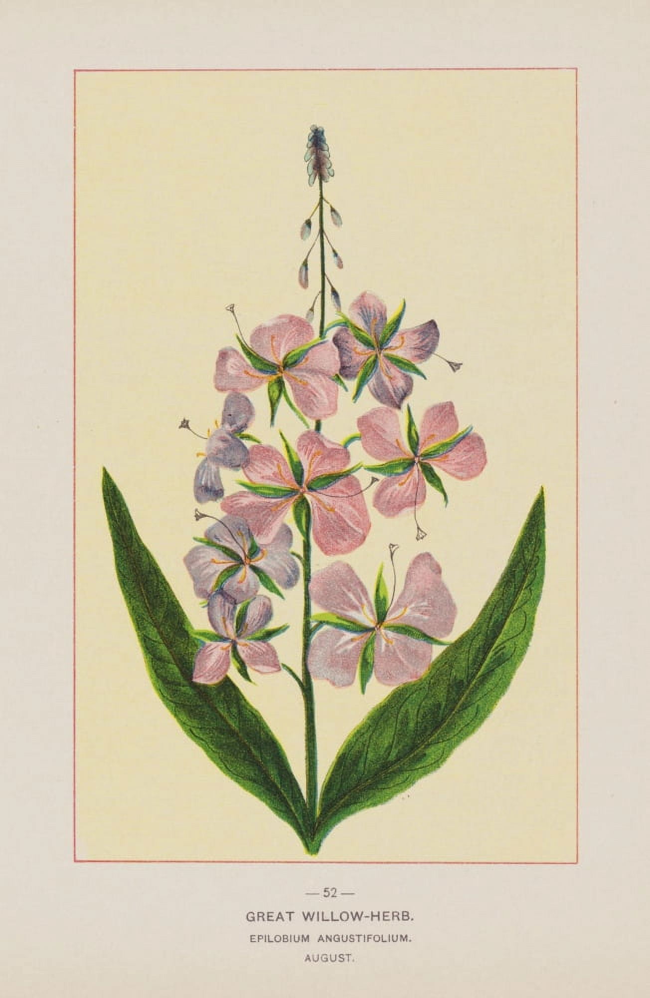 Wild Flowers of America 1894 Great Willow-herb Canvas Art - Unknown (24 x 36)
