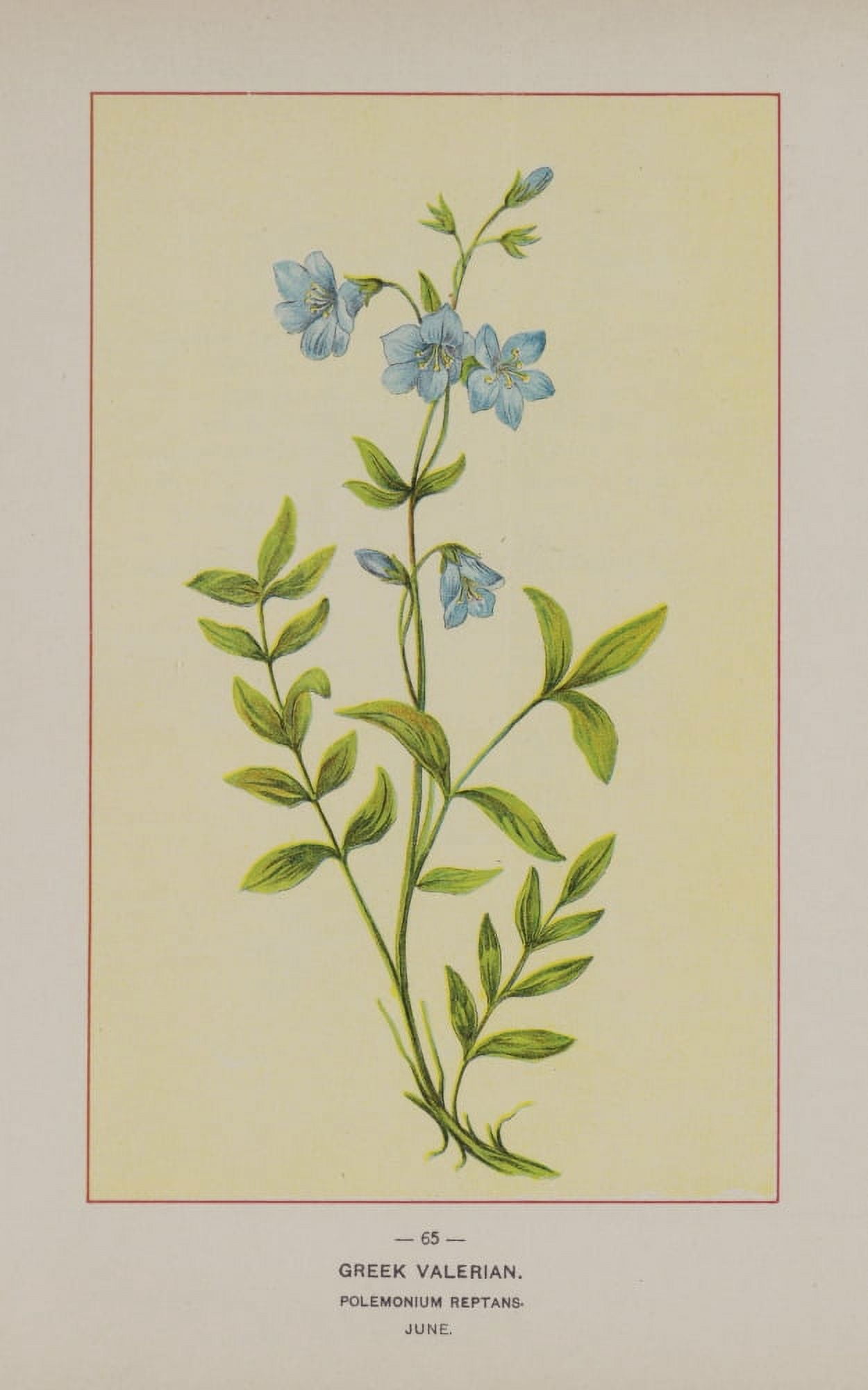 Wild Flowers of America 1894 Greek Valerian Canvas Art - Unknown (18 x 24)