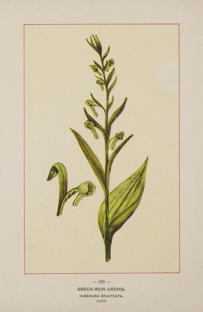 Wild Flowers of America 1894 Green-rein Orchis Canvas Art - Unknown (24 x 36)
