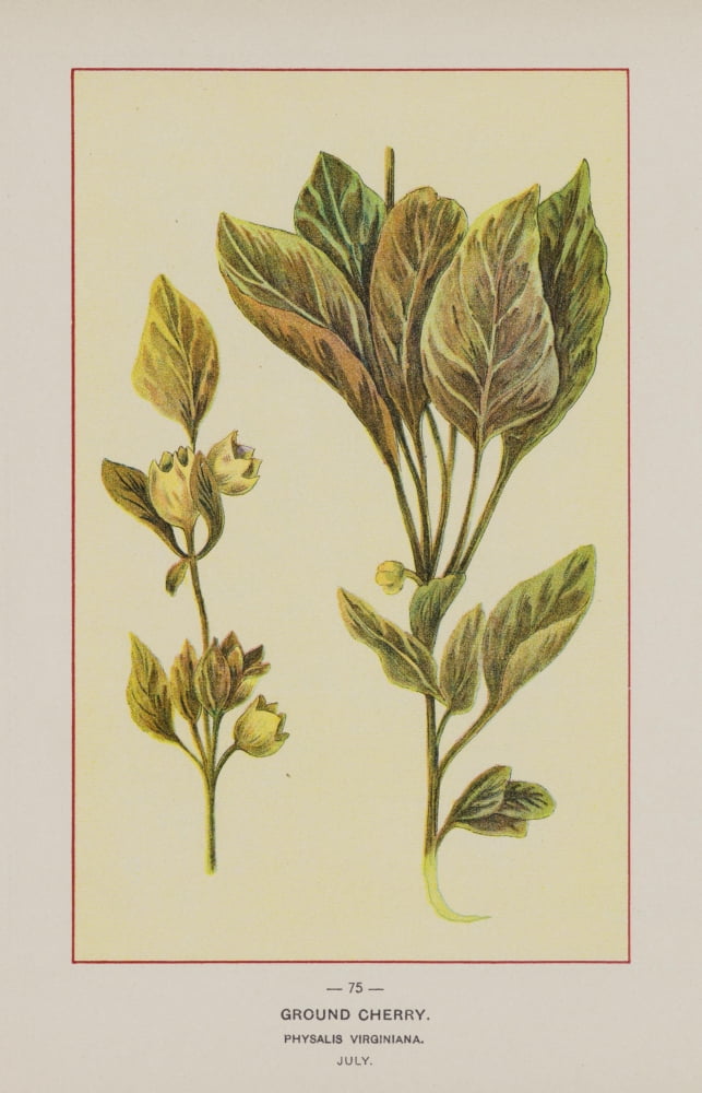 Wild Flowers of America 1894 Ground Cherry Canvas Art - Unknown (24 x 36)