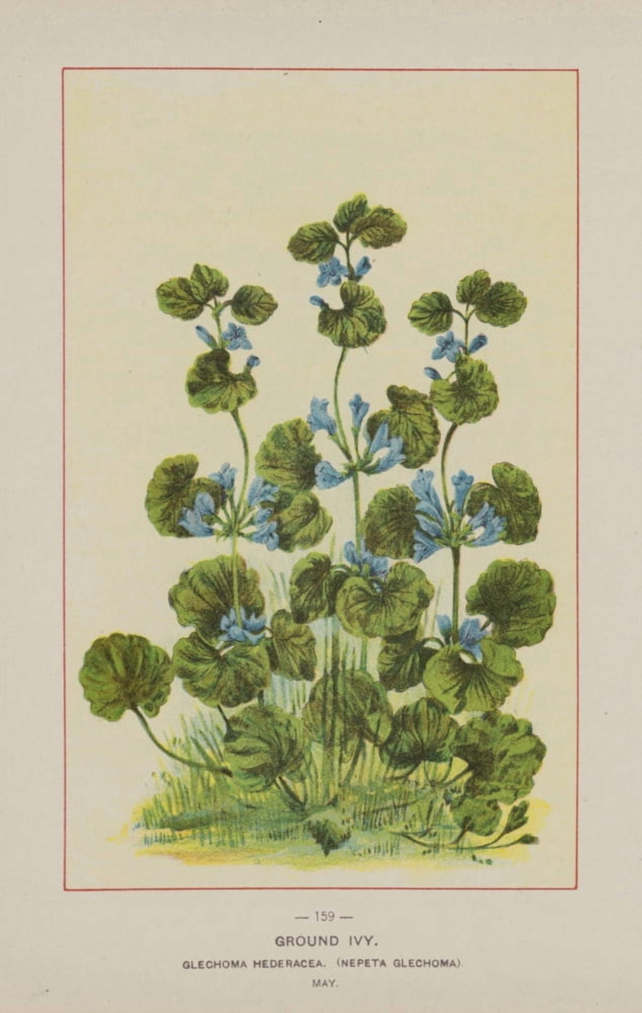 Wild Flowers of America 1894 Ground Ivy Canvas Art - Unknown (18 x 24)