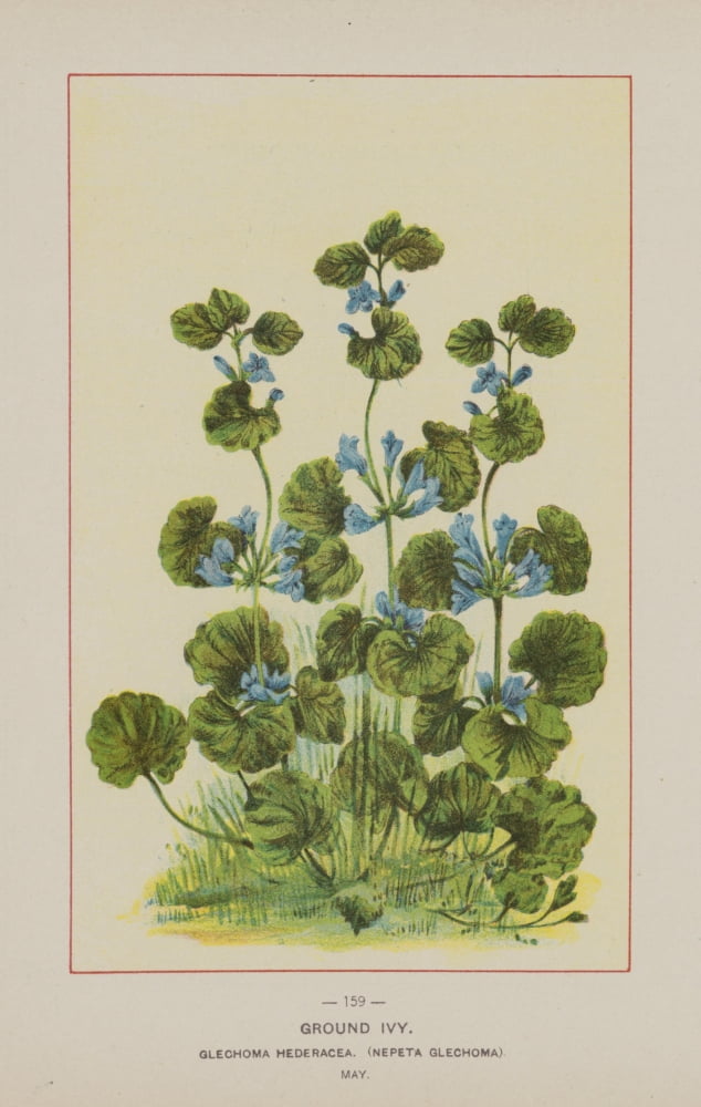 Wild Flowers of America 1894 Ground Ivy Canvas Art - Unknown (24 x 36)