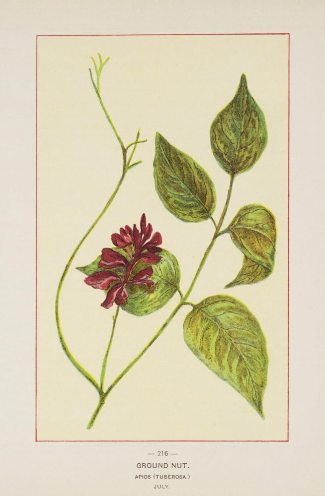 Wild Flowers of America 1894 Ground Nut Canvas Art - Unknown (18 x 24)