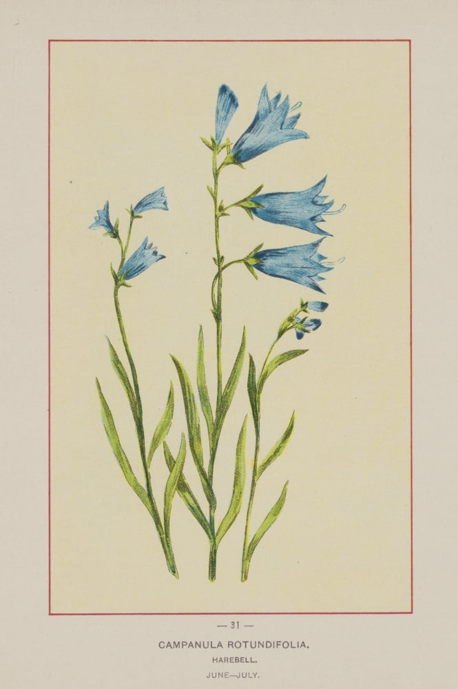 Wild Flowers of America 1894 Harebell Canvas Art - Unknown (18 x 24)