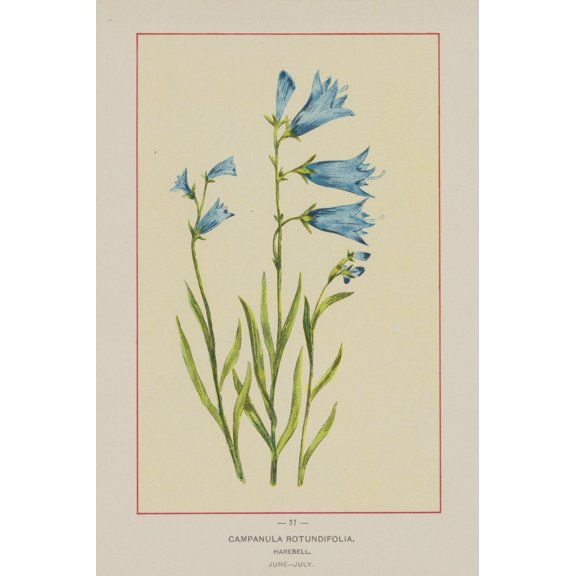 Wild Flowers of America 1894 Harebell Canvas Art - Unknown (18 x 24)