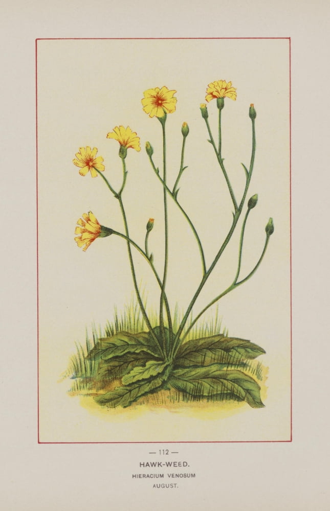 Wild Flowers of America 1894 Hawk-weed Canvas Art - Unknown (24 x 36)