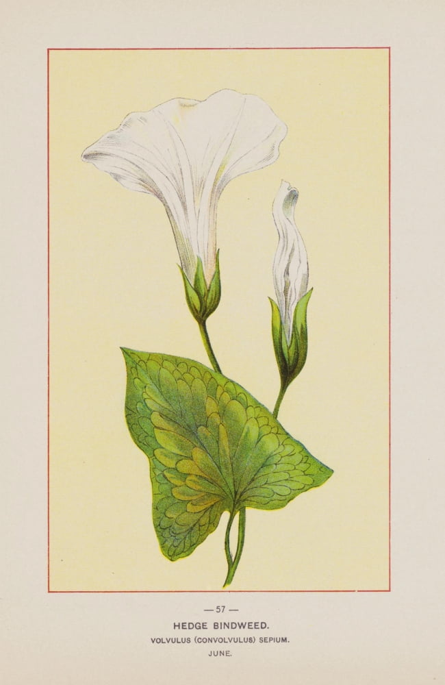 Wild Flowers of America 1894 Hedge Bindweed Canvas Art - Unknown (18 x 24)
