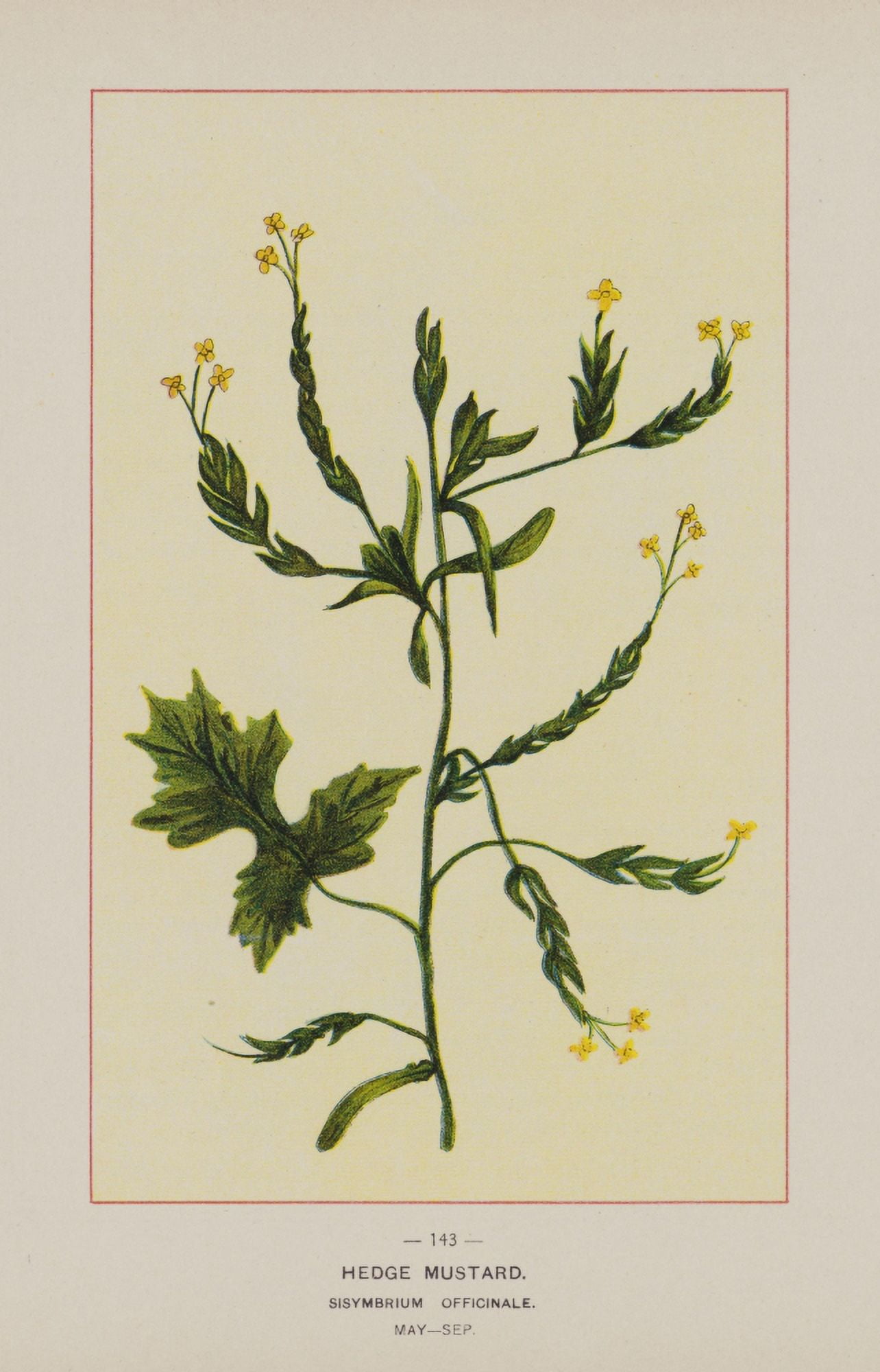 Wild Flowers of America 1894 Hedge Mustard Canvas Art - Unknown (24 x 36)