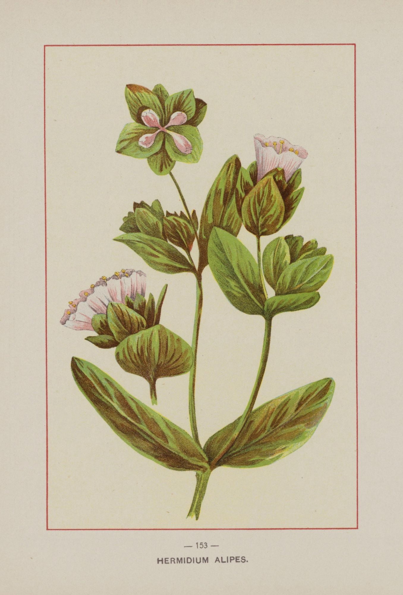 Wild Flowers of America 1894 Hermidium Alipes Canvas Art - Unknown (24 x 36)