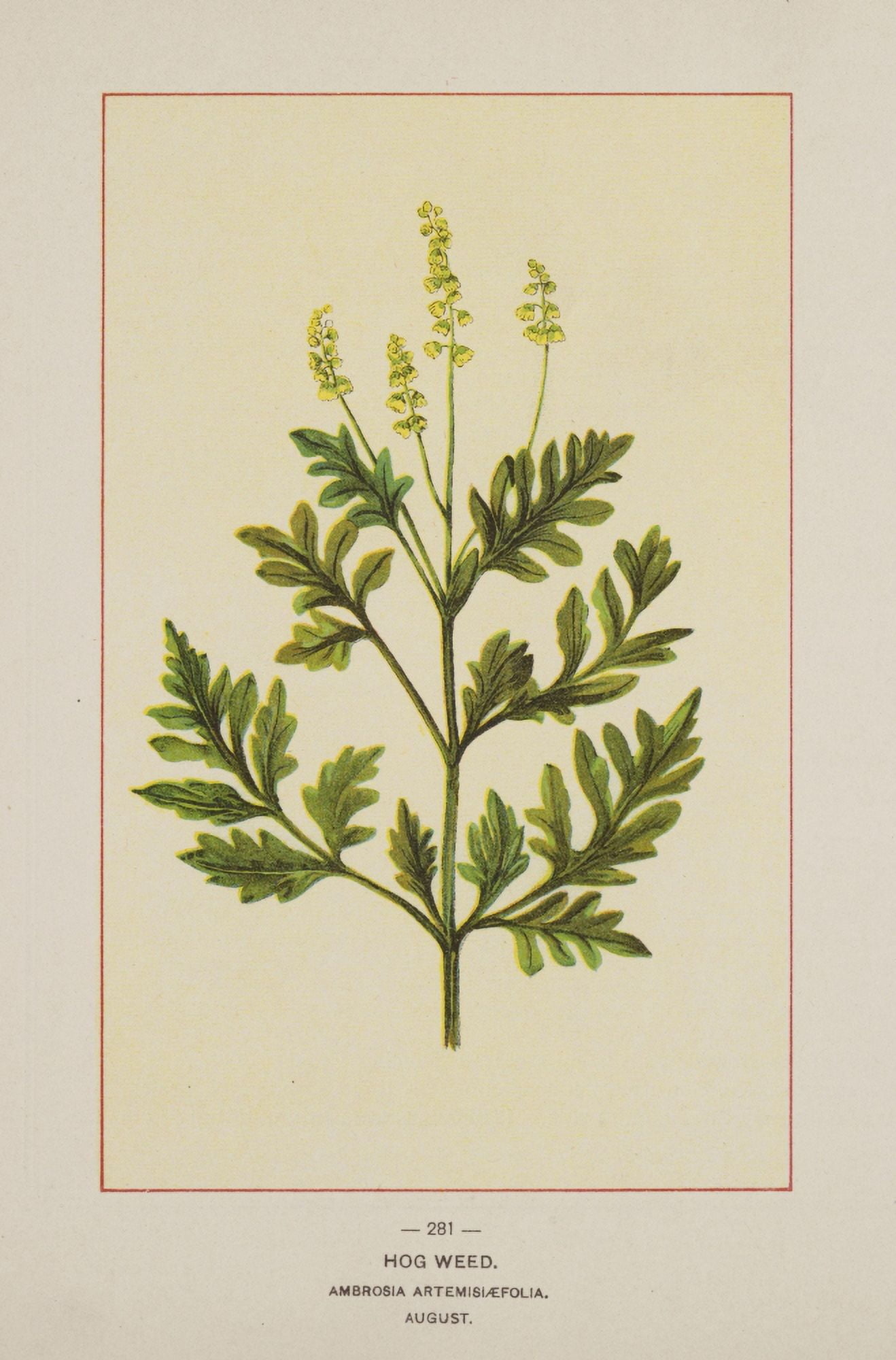 Wild Flowers of America 1894 Hog Weed Canvas Art - Unknown (18 x 24)