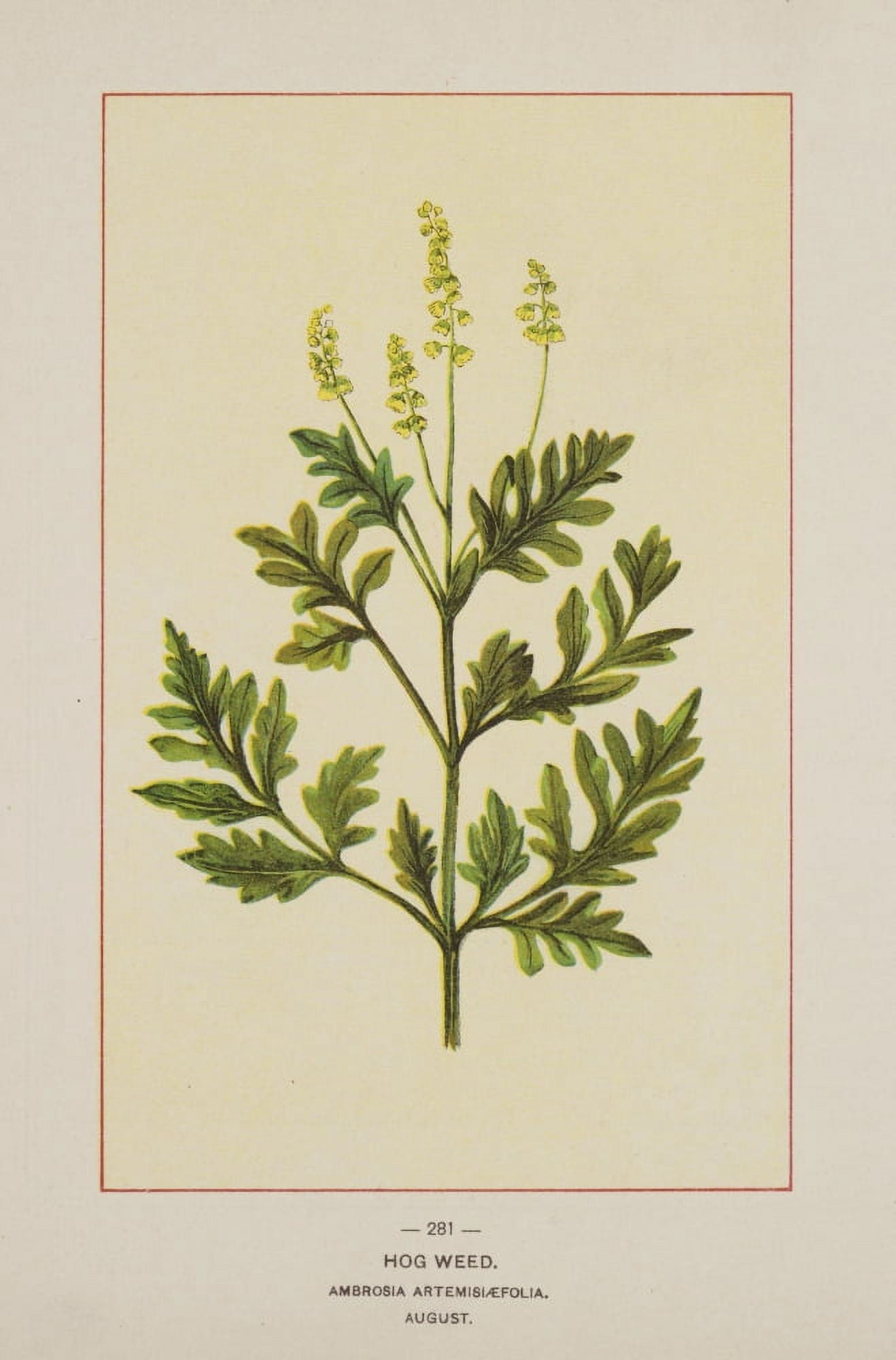 Wild Flowers of America 1894 Hog Weed Canvas Art - Unknown (24 x 36)