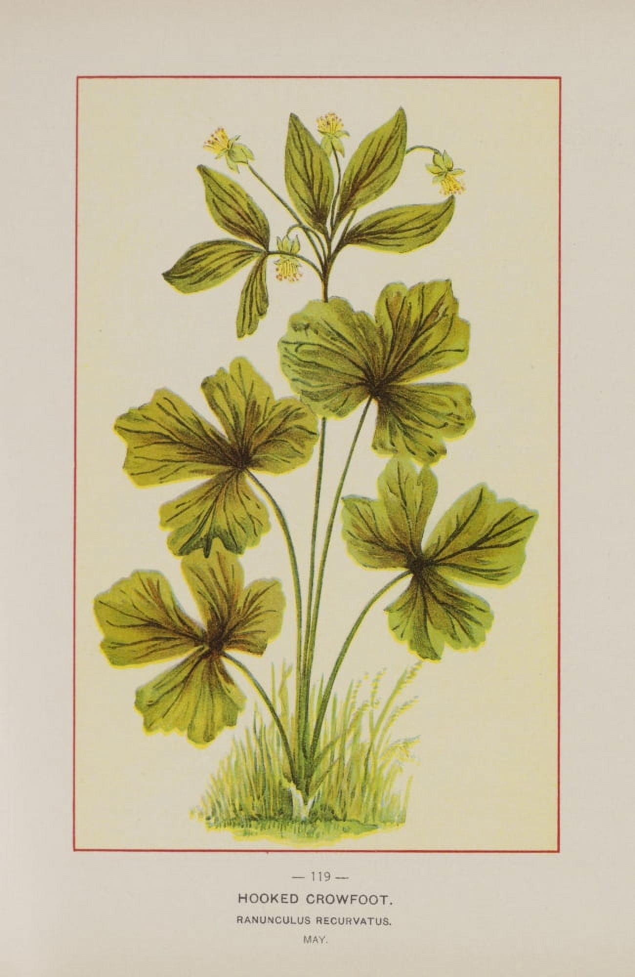 Wild Flowers of America 1894 Hooked Crowfoot Canvas Art - Unknown (24 x 36)
