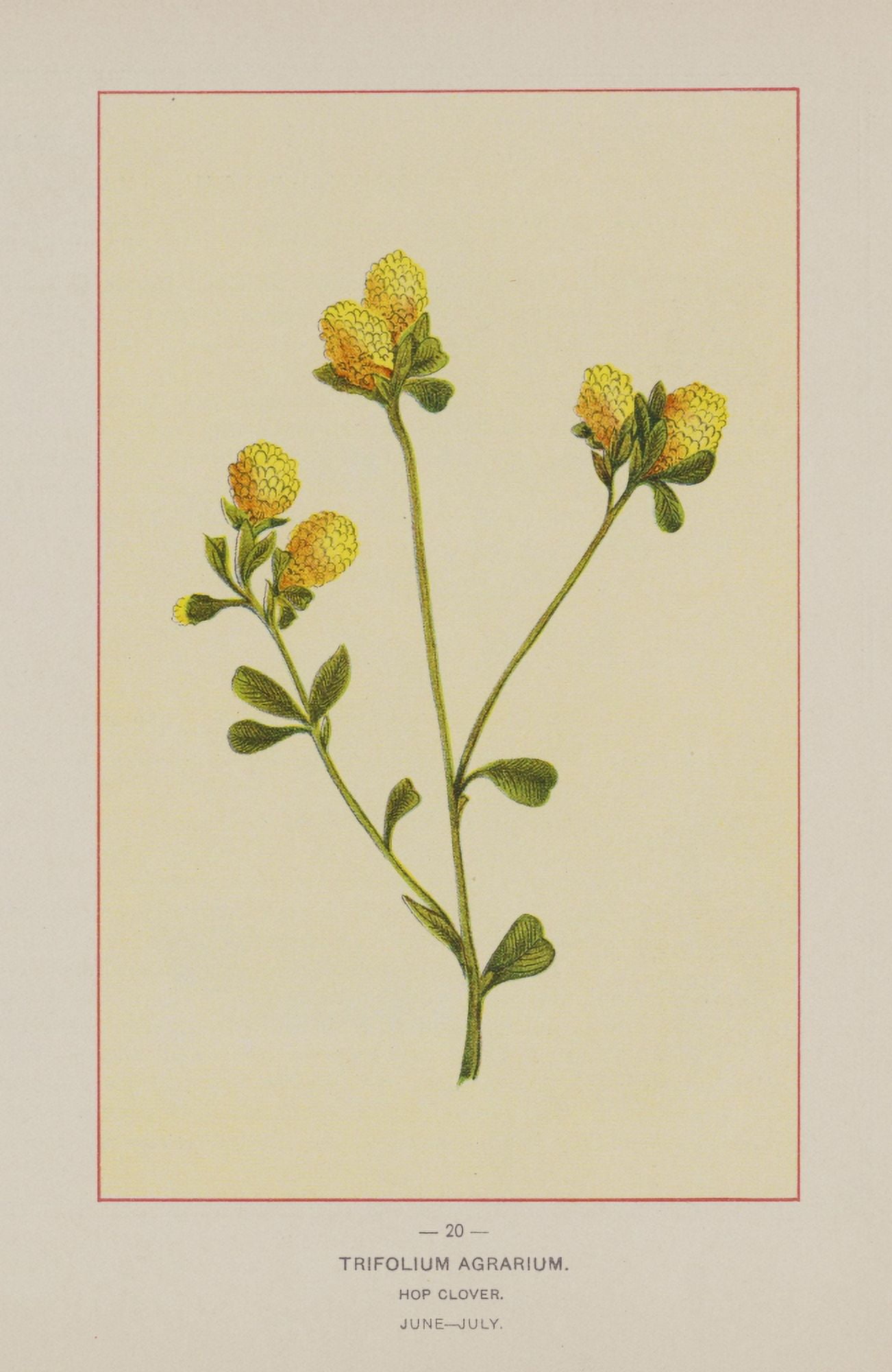 Wild Flowers of America 1894 Hop Clover Canvas Art - Unknown (18 x 24)
