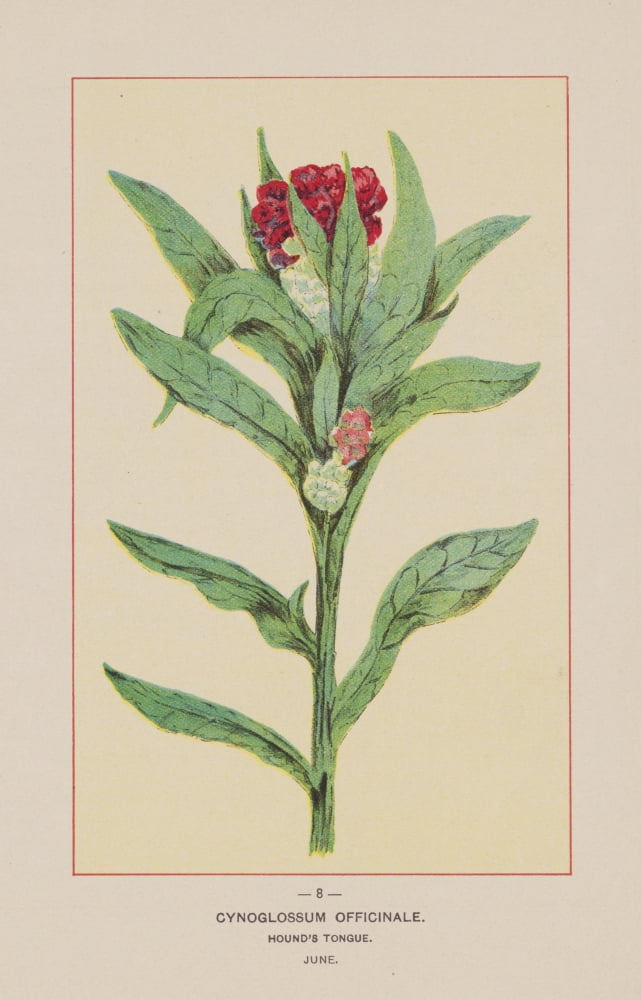 Wild Flowers of America 1894 Hounds Tongue Canvas Art - Unknown (24 x 36)
