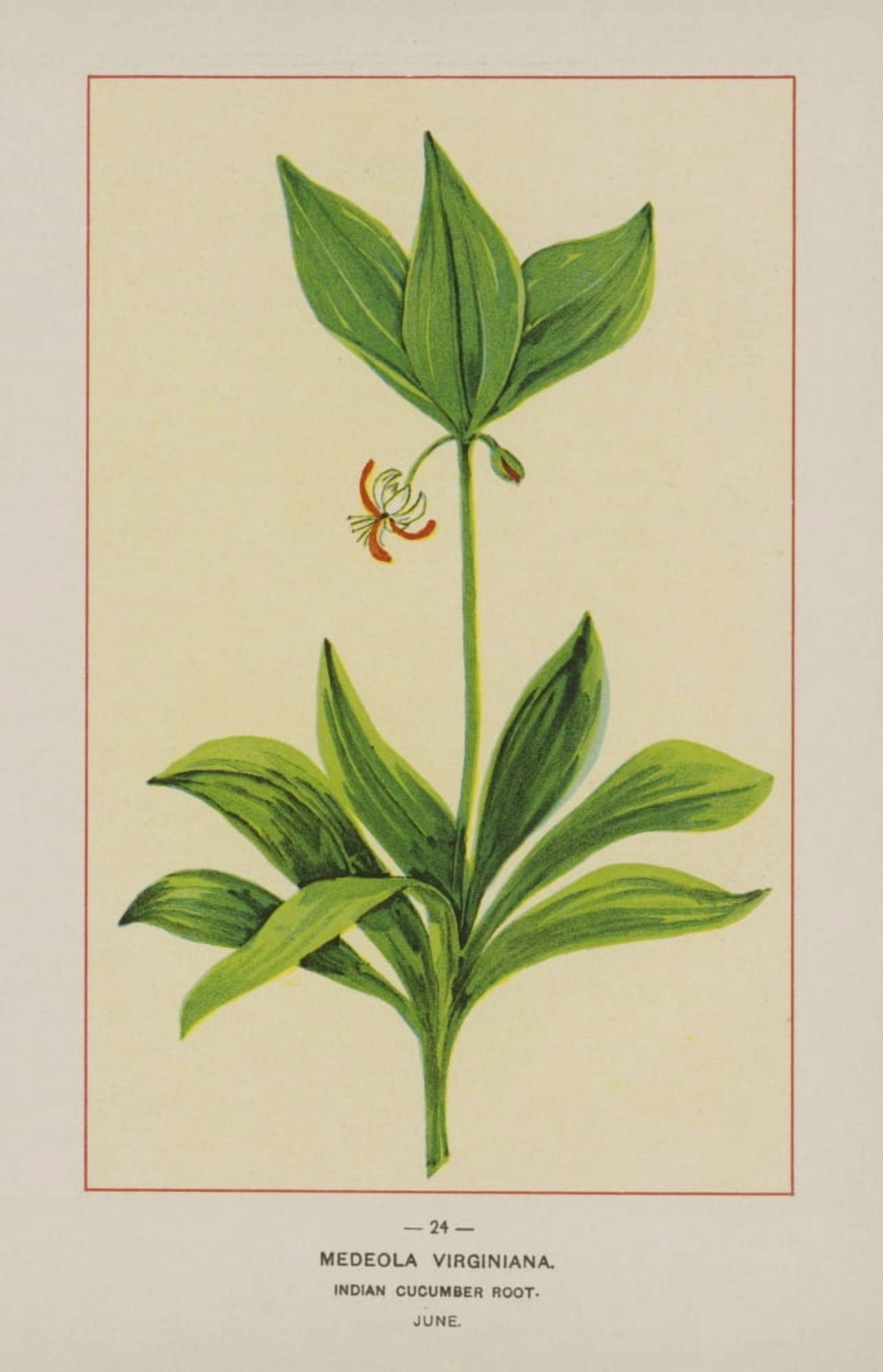 Wild Flowers of America 1894 Indian Cucumber Root Canvas Art - Unknown (18 x 24)