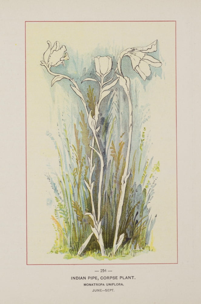Wild Flowers of America 1894 Indian Pipe Canvas Art - Unknown (24 x 36)