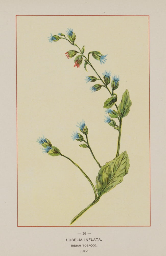 Wild Flowers of America 1894 Indian Tobacco Canvas Art - Unknown (24 x 36)