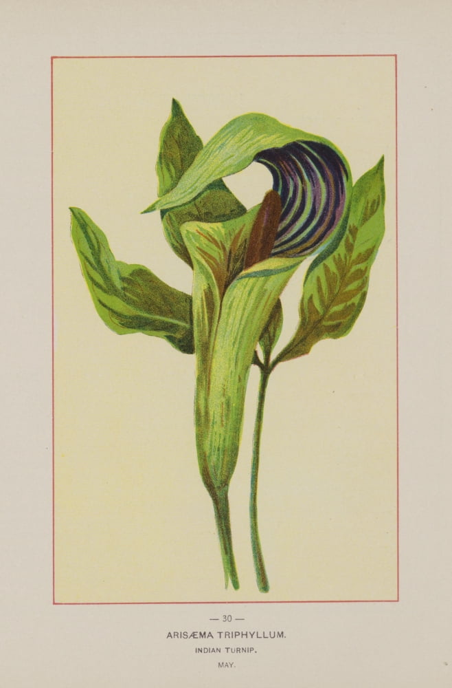 Wild Flowers of America 1894 Indian Turnip Canvas Art - Unknown (18 x 24)