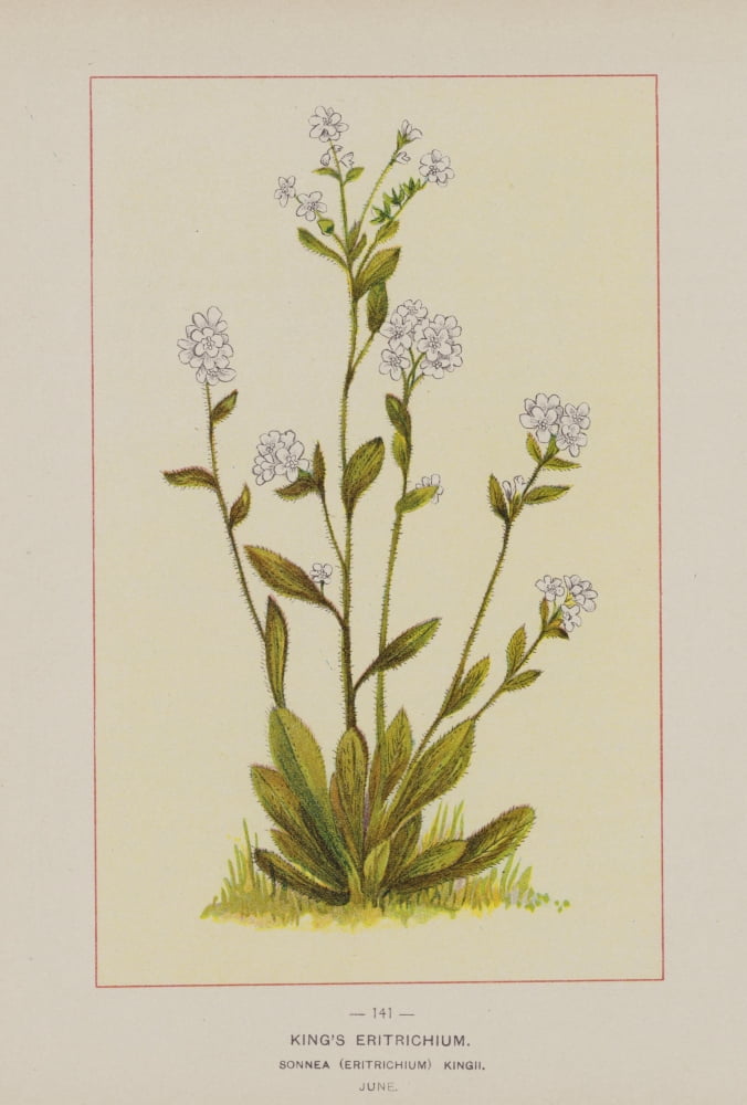 Wild Flowers of America 1894 Kings Eritrichium Canvas Art - Unknown (18 x 24)